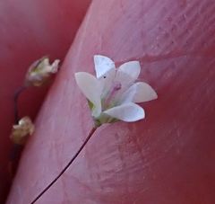 Nemacladus parikhiae