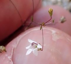 Nemacladus parikhiae