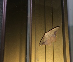 Epicompsa xanthocrossa