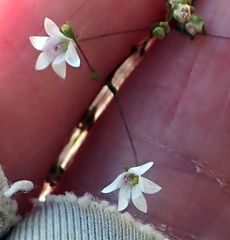 Nemacladus parikhiae