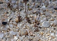 Nemacladus parikhiae