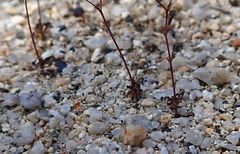 Nemacladus parikhiae