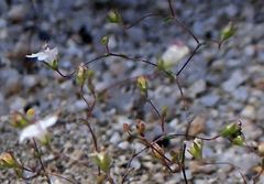 Nemacladus parikhiae