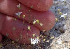 Nemacladus parikhiae