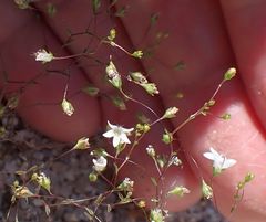 Nemacladus parikhiae