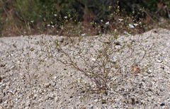 Nemacladus parikhiae