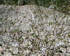 Nemacladus parikhiae