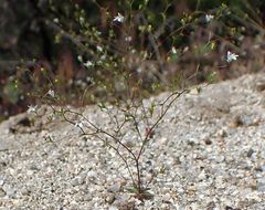 Nemacladus parikhiae