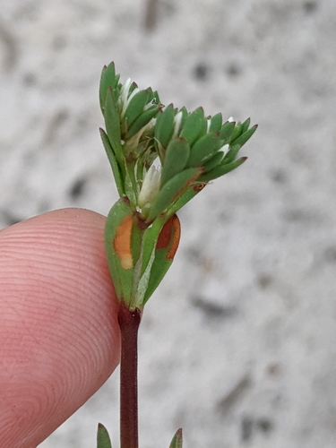 Image of Paronychia erecta by (c) Alison Northup, some rights reserved (CC BY)
