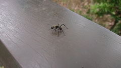 Camponotus punctatissimus