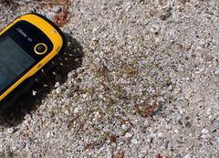 Nemacladus parikhiae