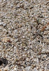 Nemacladus parikhiae