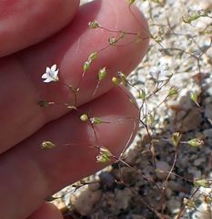 Nemacladus parikhiae