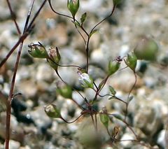 Nemacladus parikhiae