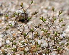 Nemacladus parikhiae