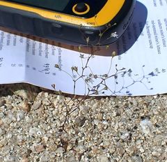 Nemacladus parikhiae