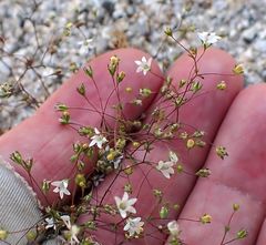 Nemacladus parikhiae