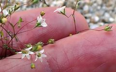 Nemacladus parikhiae