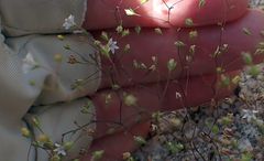 Nemacladus parikhiae