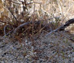 Nemacladus parikhiae