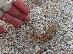 Nemacladus parikhiae