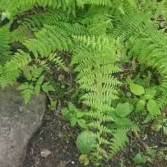 Cystopteris bulbifera