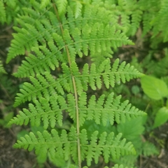 Cystopteris bulbifera