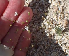 Nemacladus parikhiae