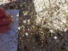 Nemacladus parikhiae