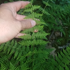Cystopteris bulbifera