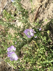 Phacelia linearis