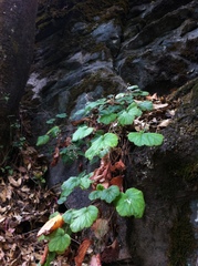 Heuchera longipetala orizabensis