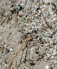 Nemacladus parikhiae