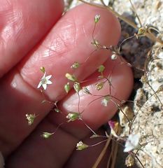 Nemacladus parikhiae