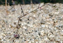 Nemacladus parikhiae