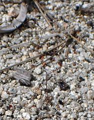 Nemacladus parikhiae