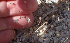 Nemacladus parikhiae