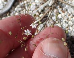 Nemacladus parikhiae