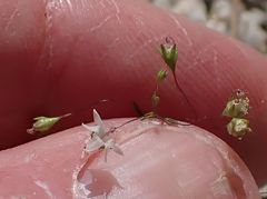 Nemacladus parikhiae