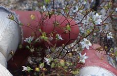 Nemacladus parikhiae