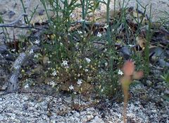 Nemacladus parikhiae