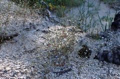 Nemacladus parikhiae