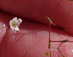 Nemacladus parikhiae