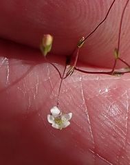 Nemacladus parikhiae