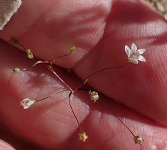 Nemacladus parikhiae