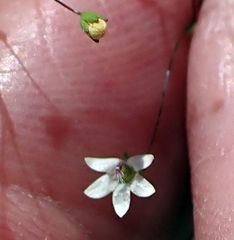 Nemacladus parikhiae