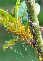 Aphis nerii