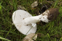 Amanita farinacea