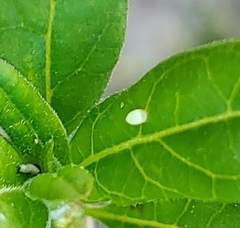 Danaus plexippus