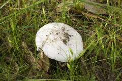 Amanita farinacea